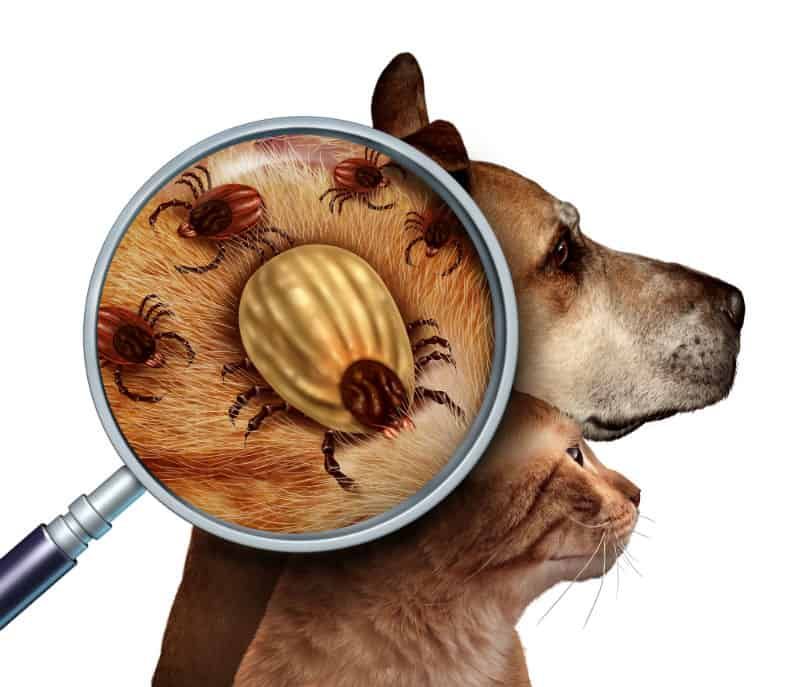 Carrapatos: a epidemia silenciosa que ameaça nossos cães
